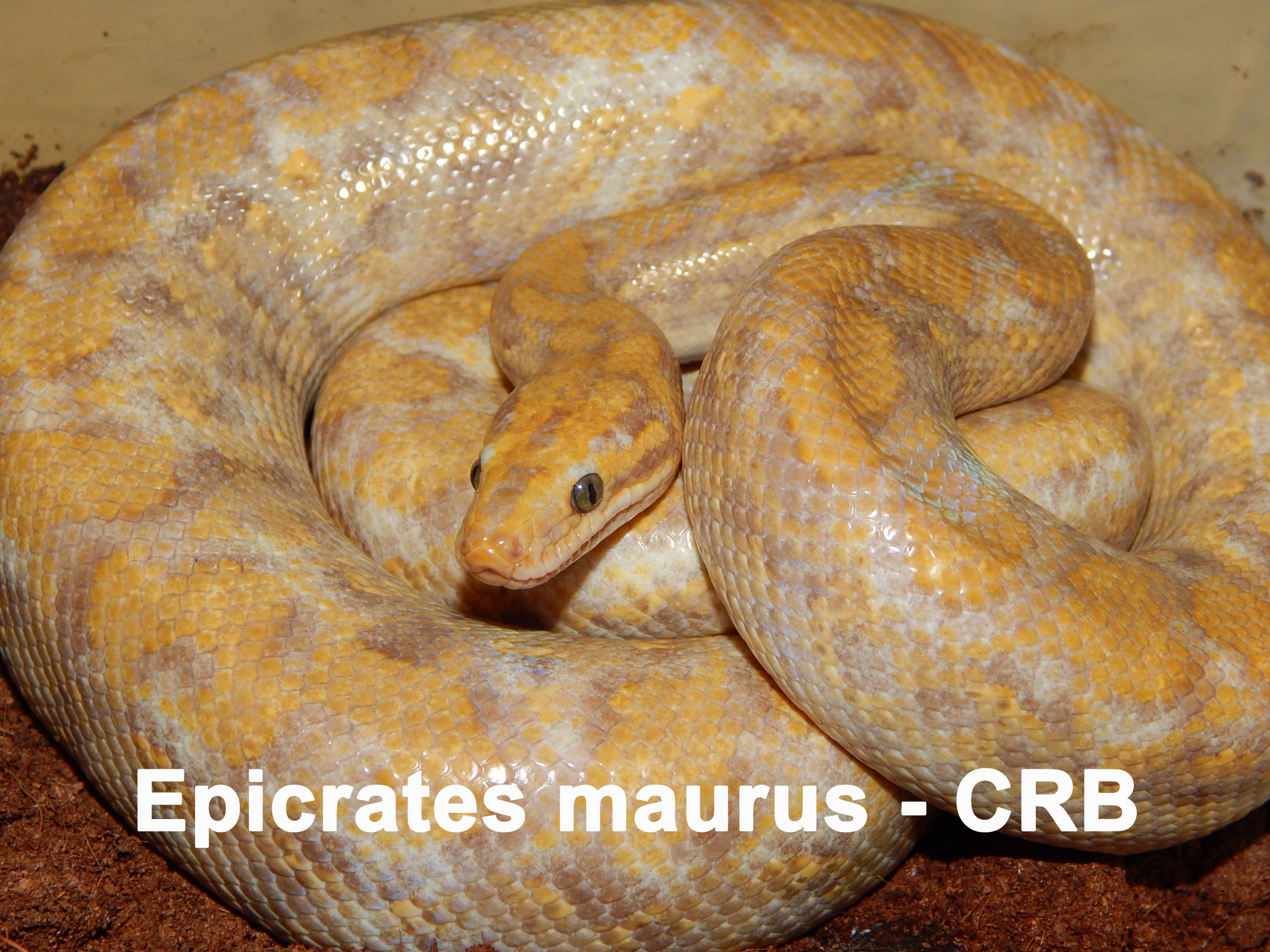 Epicrates maurus (CRB)