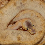 pastel champagne het. ghost female - 250 eur