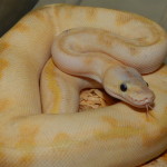 pastel mimosa male CB 15, 800 g  - 400 eur