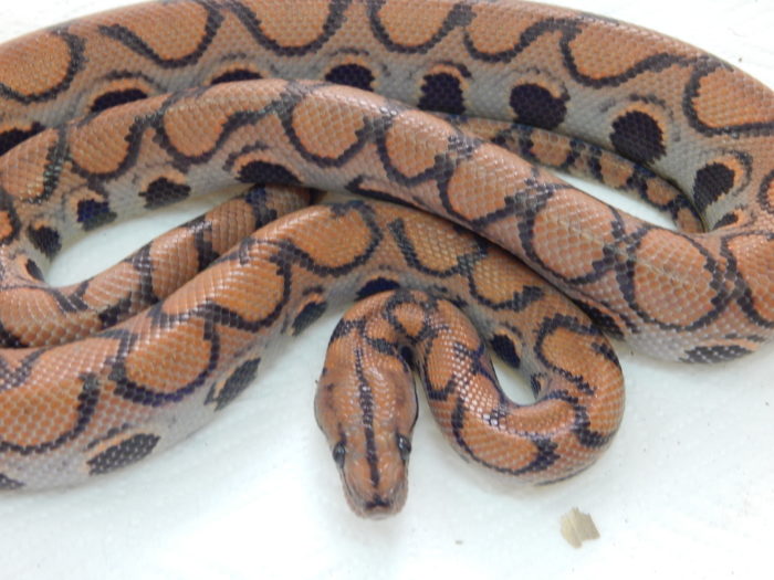 UK pastel BRB yearling