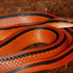 red mountain rat snake