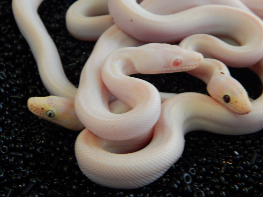 Blue and black-eyed CRB leucistic.  together with snow.