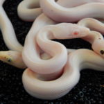 Blue and black-eyed CRB leucistic.  together with snow.
