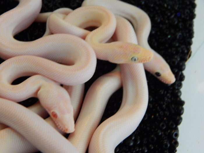 Blue and black-eyed CRB leucistic  together with snow.