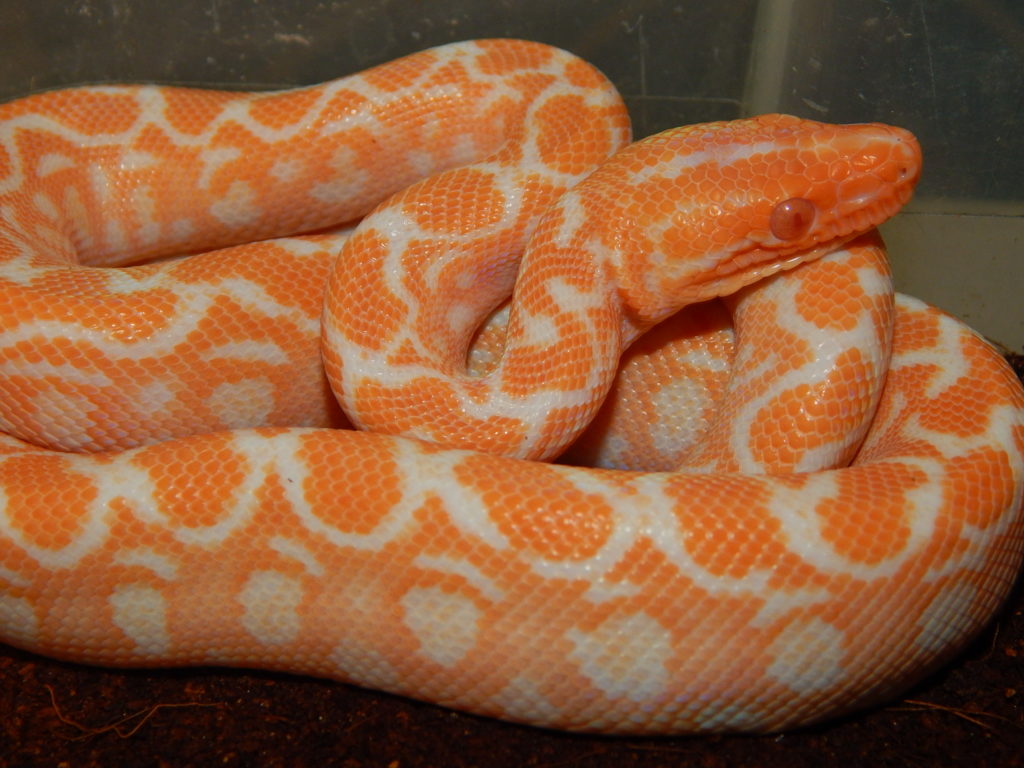 albino high orange baby