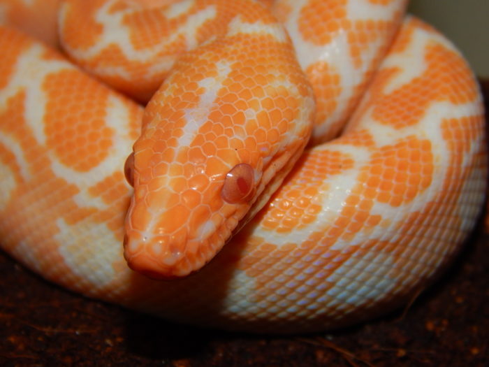 albino high orange baby