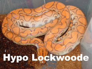 Hypo Lockwoode