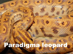 Paradigma leopard
