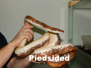 Piedsided